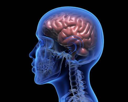 x-ray of the head